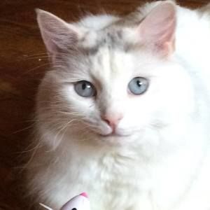 Meet your Posher, Casper